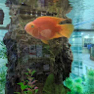 Meet your Posher, Debbie